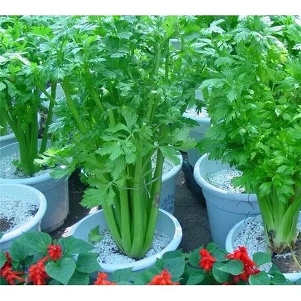 

Seasons Small Celery Crisp Fragrance Fine Celery Garden Balcony Potted Vegetable bonsai 100pcs