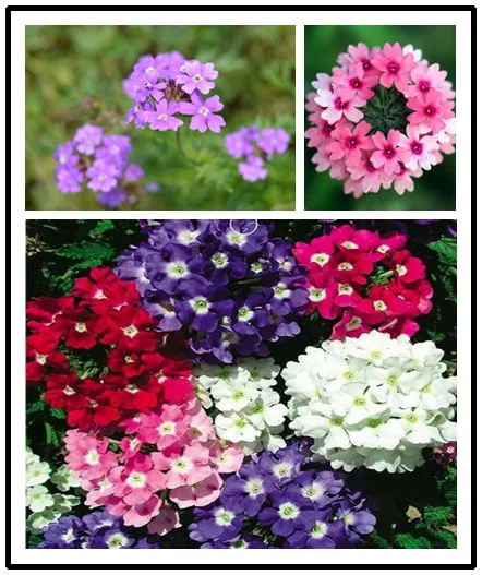 

garden flower seedsplants True Mixed color,Verbena hybrida Bonsai flower for home garden plants 100% real factory package