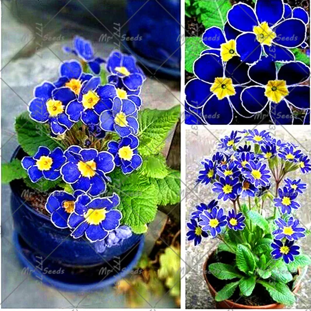 100 teile/beutel Blau nachtkerze, garten blumen, schöne garten DIY ... 100 teile/beutel Blau nachtkerze, garten blumen, schöne garten DIY ...