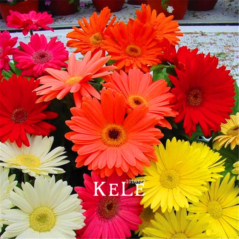 

100 Pcs/Bag Promotion!Gerbera Daisy Hybrids Mix Flower flores Bonsai plants easy to grow plantas for home & garden