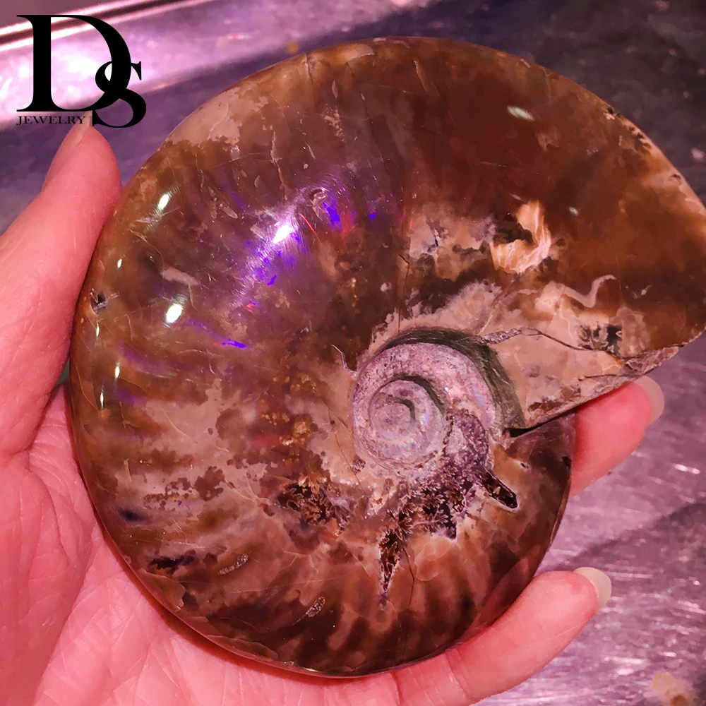 Rare Purple Iridescent Ammonite Fossil Ocean Shell Fossils Snail Conch