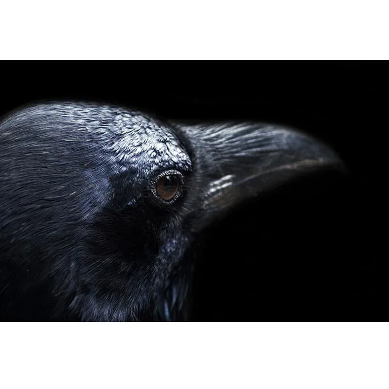 К чему снится ворона серая с черным. Ворона ленинградской области. Ворона ест апельсины. Ворон каркает примета. Снится ворон серый.