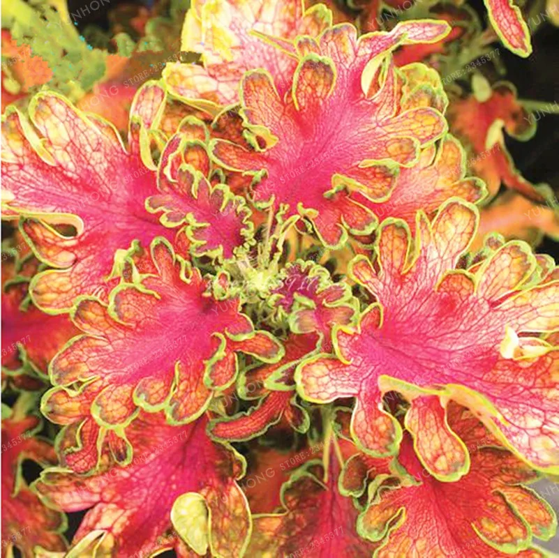 100pcs Janpanse Bonsai Coleus plant Foliage Plants Perfect Color Rainbow Dragon bonsai Beautiful Flower Plant Garden Semente 100pcs Janpanse Bonsai Coleus plant Foliage Plants Perfect Color Rainbow Dragon bonsai Beautiful Flower Plant Garden Semente