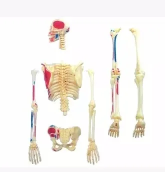 4D мастер человек 46 шт Собранный Набор Модель игрушки скелет модель всего тела кости медицинского использования 18,5*5,5*24 см