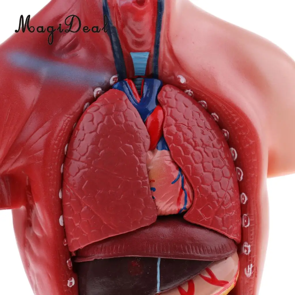 MagiDeal 1Pc 28cm PVC Human Torso Male Viscera Heart Brain Skeleton Anatomy Model for School Teaching Tool Medical Study Kit