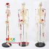 Colonne vertébrale médicale type pilier humain 85CM, modèle de squelette, démarrage et arrêt neuromusculaires, yoga, enseignement, 2.5, MGG205 ► Photo 1/6