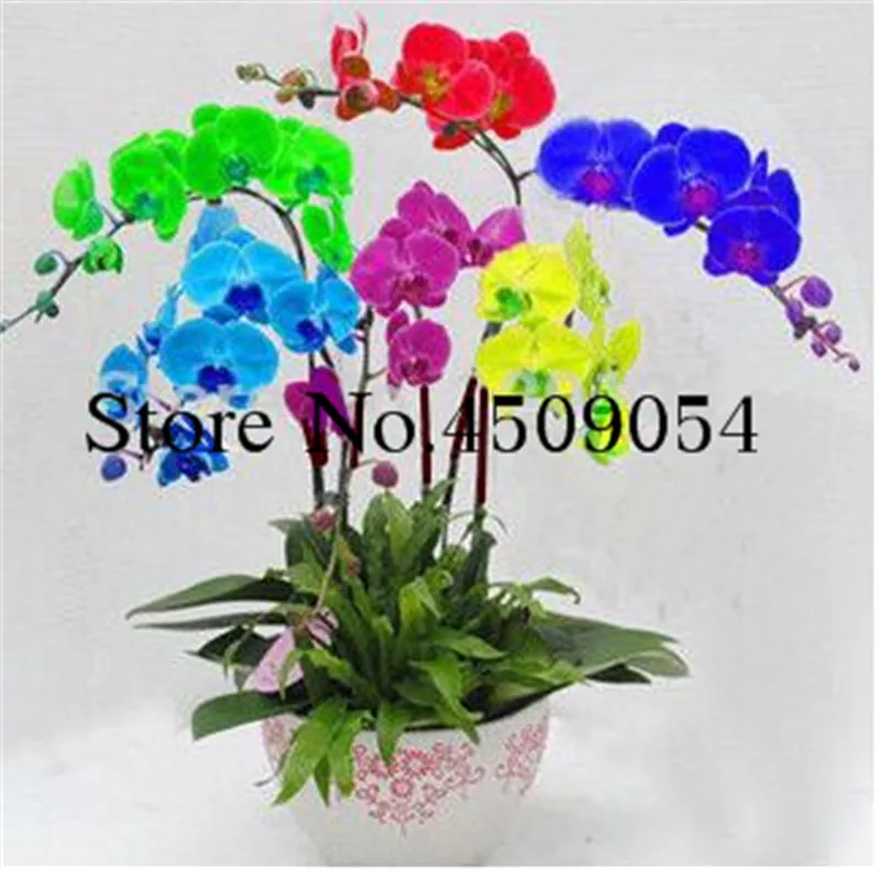 

Sale! 100 Pcs Rare Orchid Bonsai Balcony Flower mixed color Butterfly Orchid plant Beautiful Garden Phalaenopsis Orchids flores
