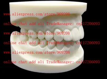 

Dental White corundum tooth model Teaching test model