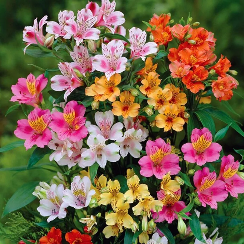 

ZLKING 100/bag Peruvian Lily Peruvian Lily Mix (Alstroemeria) FLOWER -Perennial Bonsai