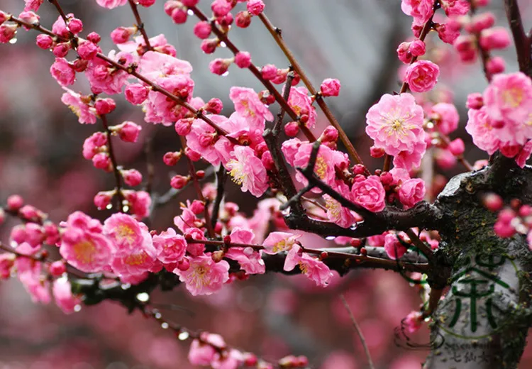 Related Image China Yanina 2 Pinterest