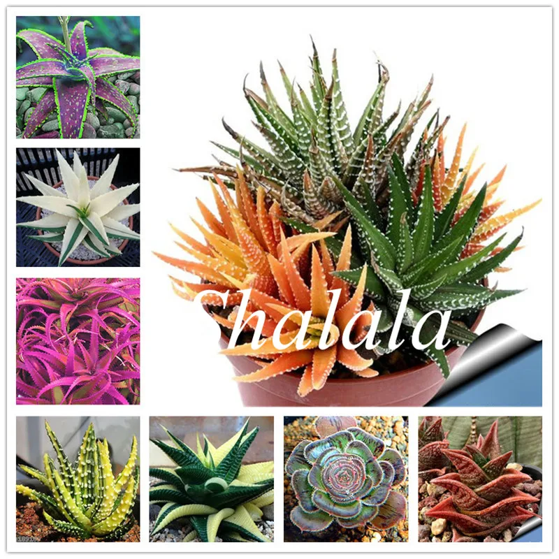 

100 pcs Aloe vera Plantas,edible beauty Ornamental cosmetic bonsai plants for home and garden,Indoor Plants Radiation Protection