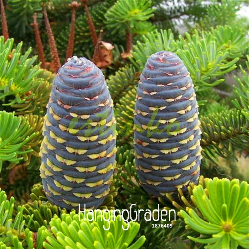 

New Arrival!Japanese Fir flores Abies Tree plantas Foliage Plants for Garden Bonsai Trees Cold-resistance 15pcs/lot,#XJ8JT7