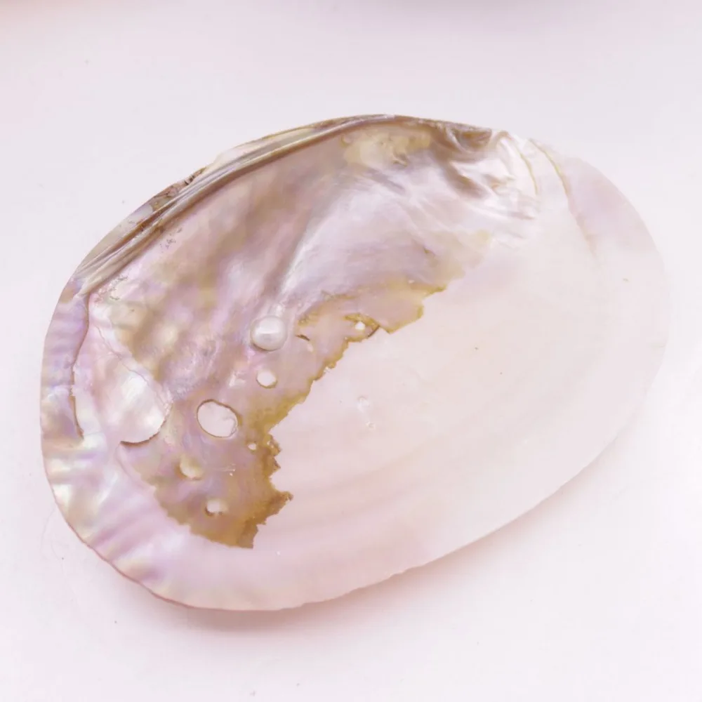 

Natural Mother of Pearl Shell Clam Display Tray 11cmX16.5cm Collection 6.5" 1 PCS
