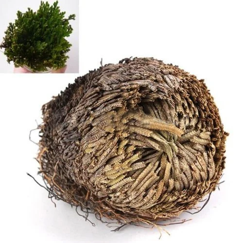 Hot Sale Live Resurrection Plant Rose Of Jericho Dinosaur Plant Air Fern Spike Moss 7JU8