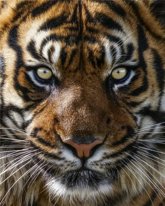 5D Diy Full Diamond Painting Cross Stitch kits Embroidery animal tiger Pictures Crystals round Mosaic pattern | Дом и сад