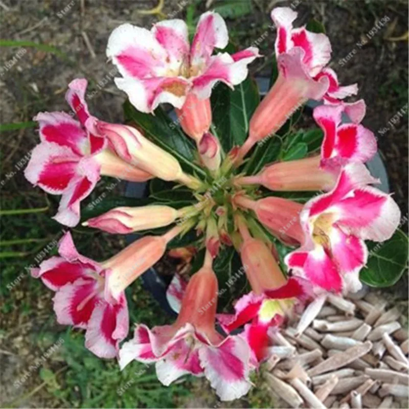 

2 pcs/bag Desert Rose adenium obesum Bonsai Flower Double Petals potted plant for home garden 100% true Flower