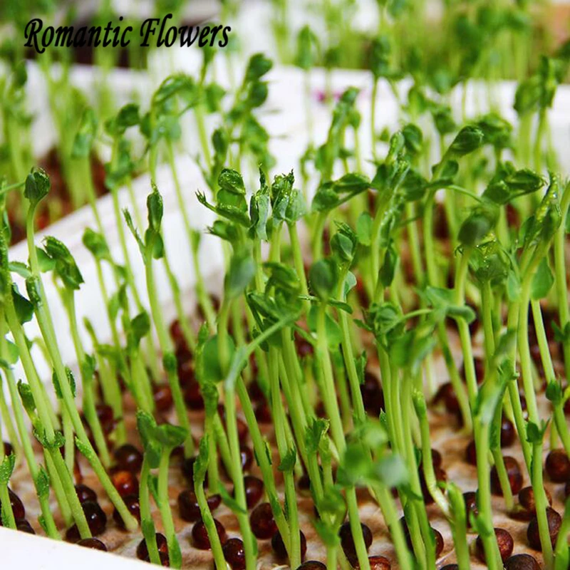 ulasan hidroponik herbal belanja  ulasan