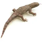 savannahmonitor