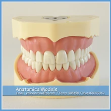 ED-DH105 BF Type Study Model, Medical Science Educational Dental Teaching Models