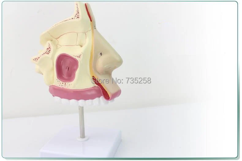 

Nasal Anatomy Model,Nasal Structure Model,Nose Model,Nasal Bone