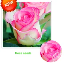 Большая промакция! Топ белого цвета с сердечками и розовыми полосками по бокам Роза бонсай 50 шт./пакет 24 Цвета доступны растения в горшках Роза редкий цветок сад, балкон,# OW