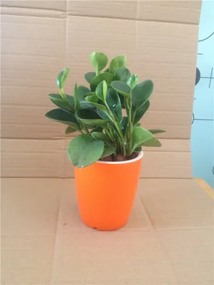 

Desktop control root orchid pots pots double layer breathable lazy vases without plants
