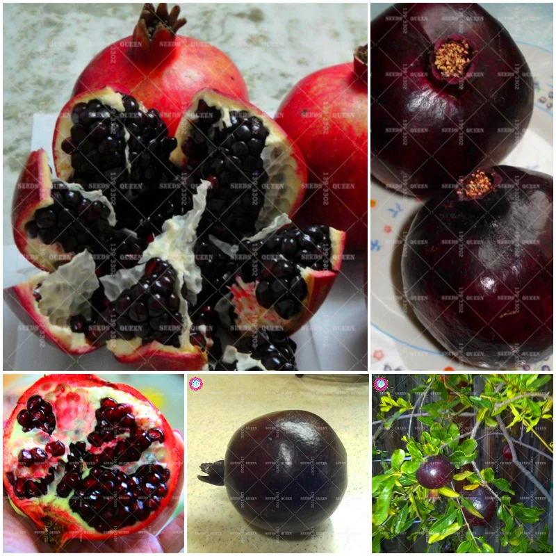 

50pcs Bonsai Black Pomegranate Fruit Home Plant Delicious Bonsai Fruit Tree Very Big and Sweet for Home Garden Potted Plants
