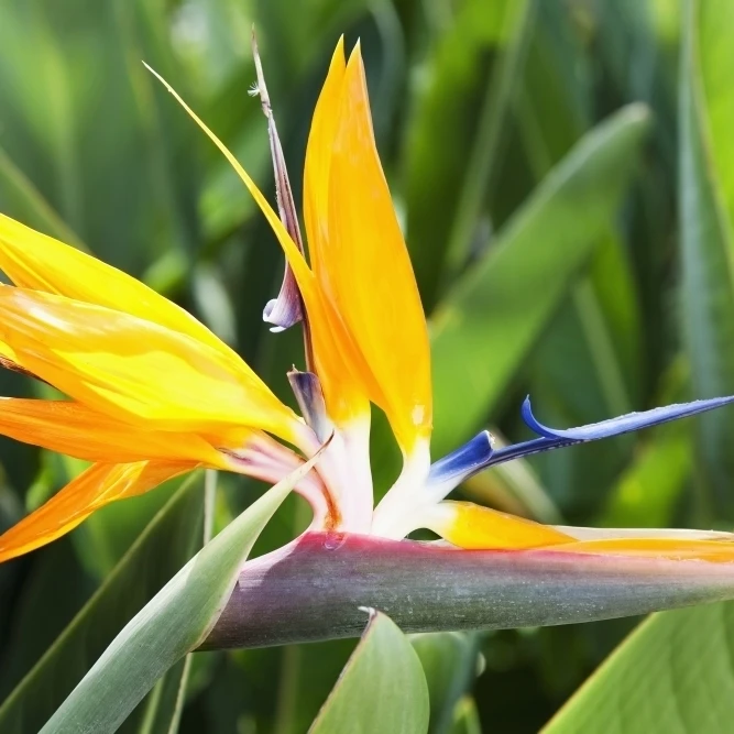 Tropical Bird of Paradise flower in full bloom Oahu  Hawaii  United States of America Poster Print (38 x 24)