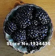 Free Shipping 4000 Pcs Raspberry Bonsai Mixed Colors Super Big Raspberry Fruit For Flower Pots Planter Home Garden Bonsai Plants Free Shipping 4000 Pcs Raspberry Bonsai Mixed Colors Super Big Raspberry Fruit For Flower Pots Planter Home Garden Bonsai Plants