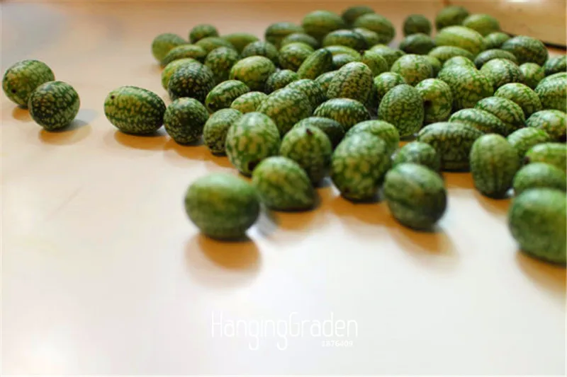 

Hot Sale! 1 Pieces/Lot Mouse Melon bonsai teeny crunchy fruit, easy heirloom, non GMO, tangy flavor, fun for kids