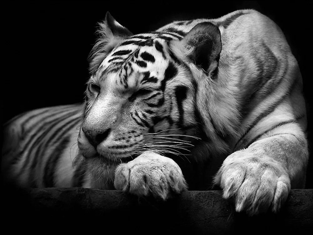 Download 51 Gambar Harimau Putih Mata Merah Terbaik Gratis