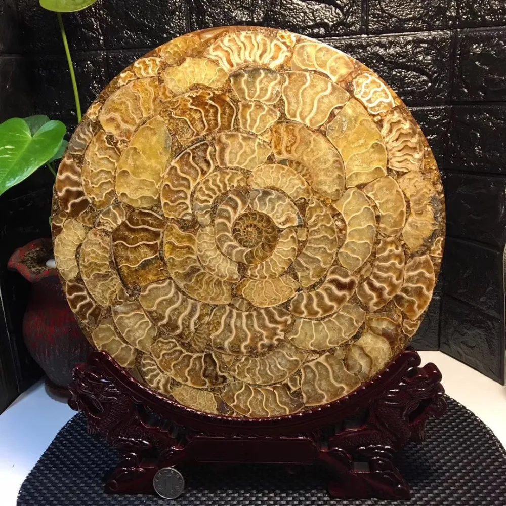 Раковина окаменелых моллюсков Fossil круглая пластина настоящий аммонит плиты орнамент