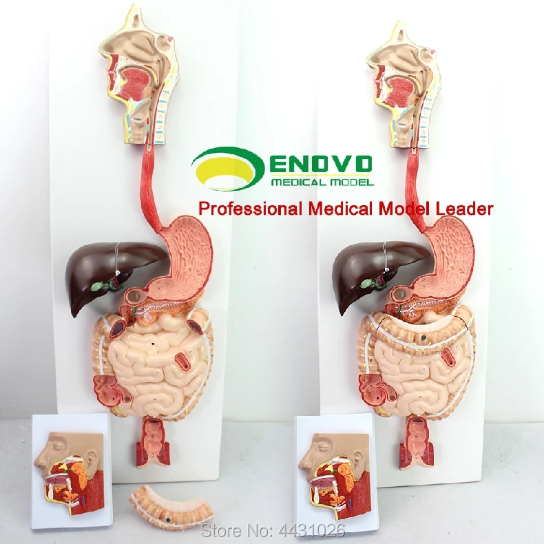 ENOVO медицинский модель пищеварительная система человека пищеварительный тракт железы внутренней медицины анатомическое строение орган