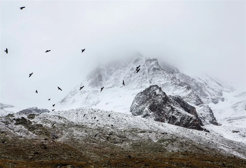 Laeacco Snow Mountain Rock Bird Scene Photography Backgrounds Customized Digital Photographic Backdrops For Photo Studio | Электроника