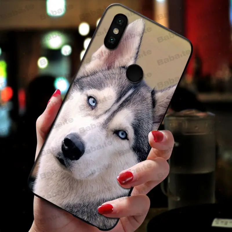 Animal Husky cute Puppy Dog