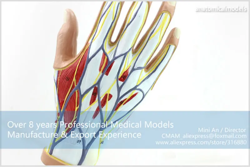 MUSCLE08 CMAM model 4-parts hand anatomy 11
