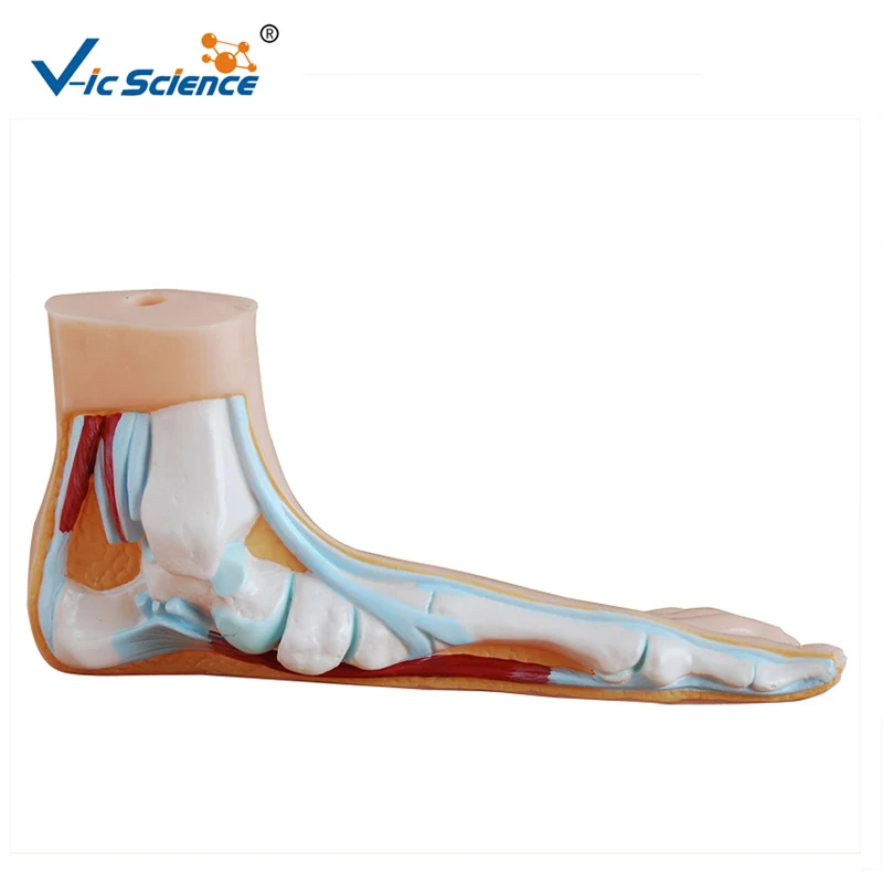 

Hospital Study Flat Foot Anatomy Model