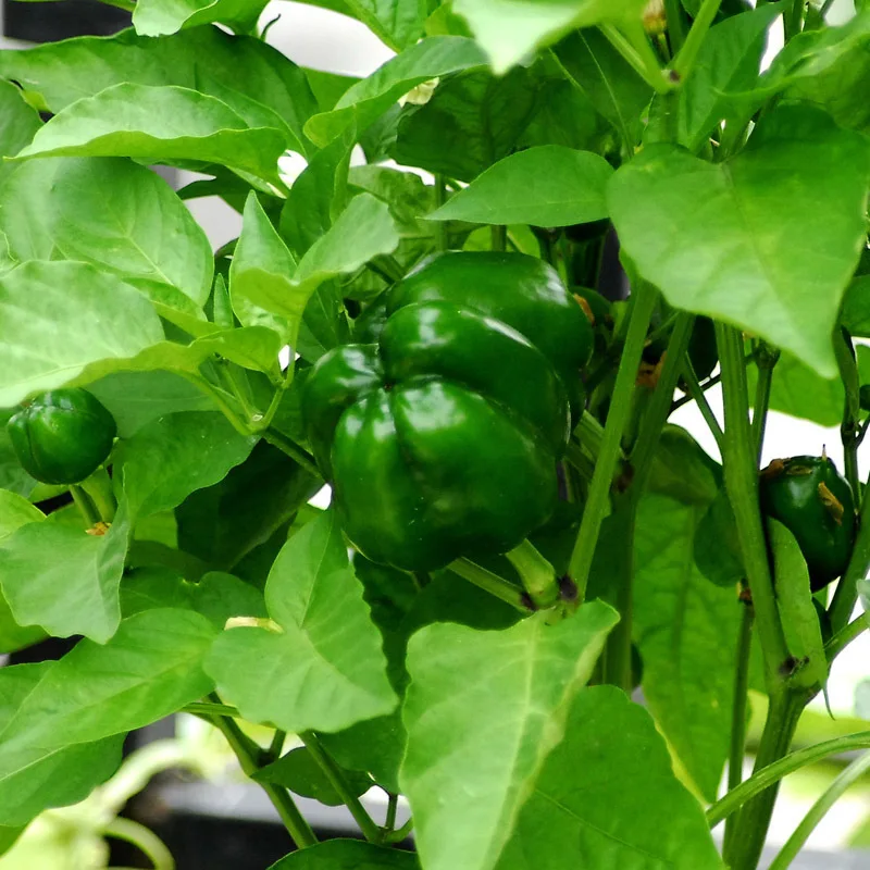 Buy 100 Pcs Green Bell Pepper Seeds Free Shipping