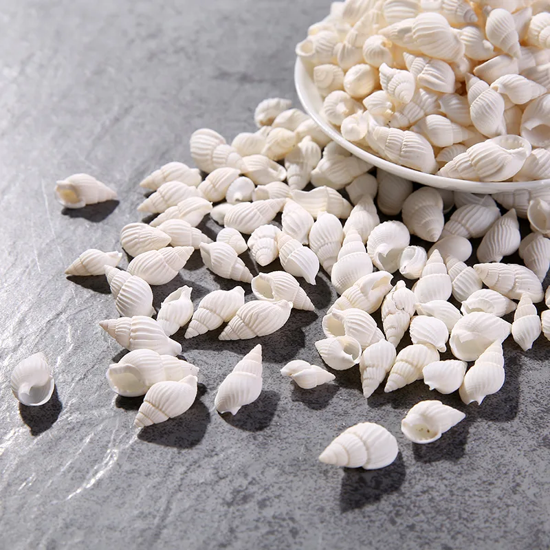 

100PCS Natural conch shells Aquarium decoration Home Decor Natural Sea Beach Shell Conch Seashells For DIY Crafts or party decor