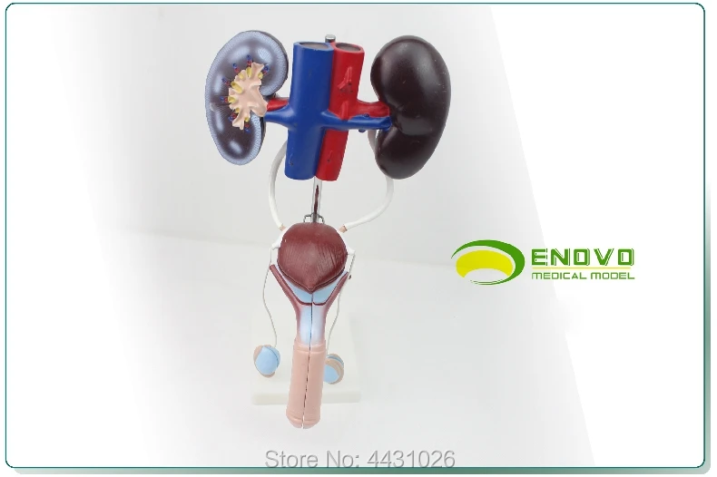 ENOVO Мужской мочеполовой системы модель человеческого мочевыделительной системы модель Анатомия почки мочевого пузыря пениса яички
