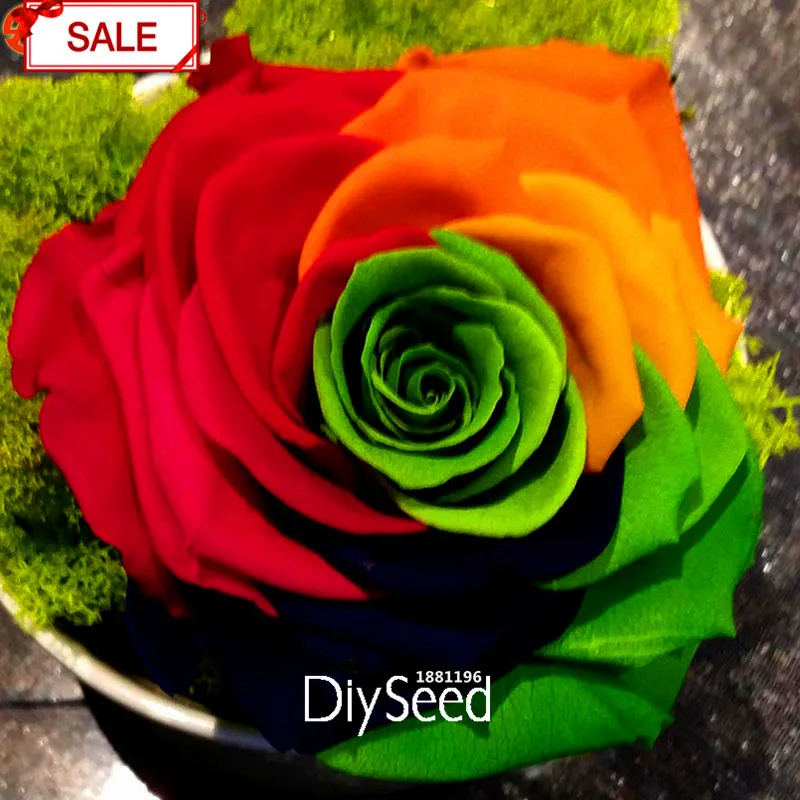 SEARCH AND BUY THIS PRODUCT New Fresh Seeds Crazy Promotion Rainbow Rose seeds DIY