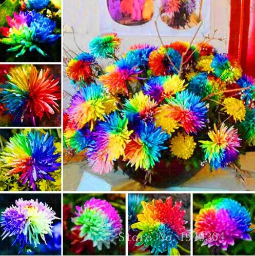 

Lowest Price!100pcs/bag rainbow daisy flores,chrysanthemum plantas,bonsai flower plante,beautiful potted plants for home garden