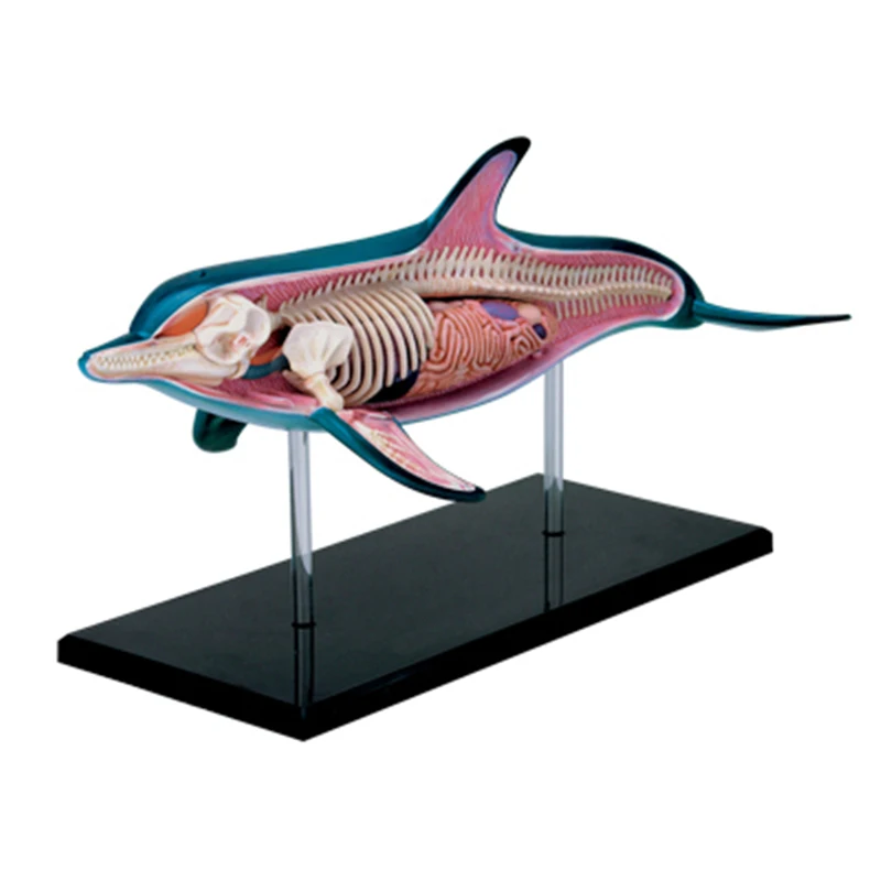 4D Дельфин интеллект сборка игрушка животный орган, анатомия манекен для медицинского обучения DIY популярная научная техника