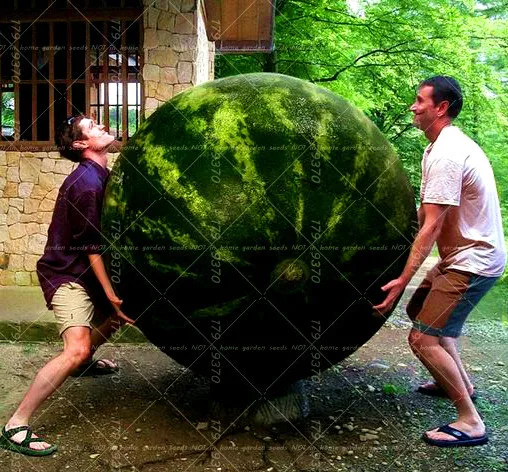 

30PCS Giant Watermelon Seeds Sweet Taste Vegetables And Fruit Seeds Planting Watermelon Seeds NON-GMO Edible Fruits