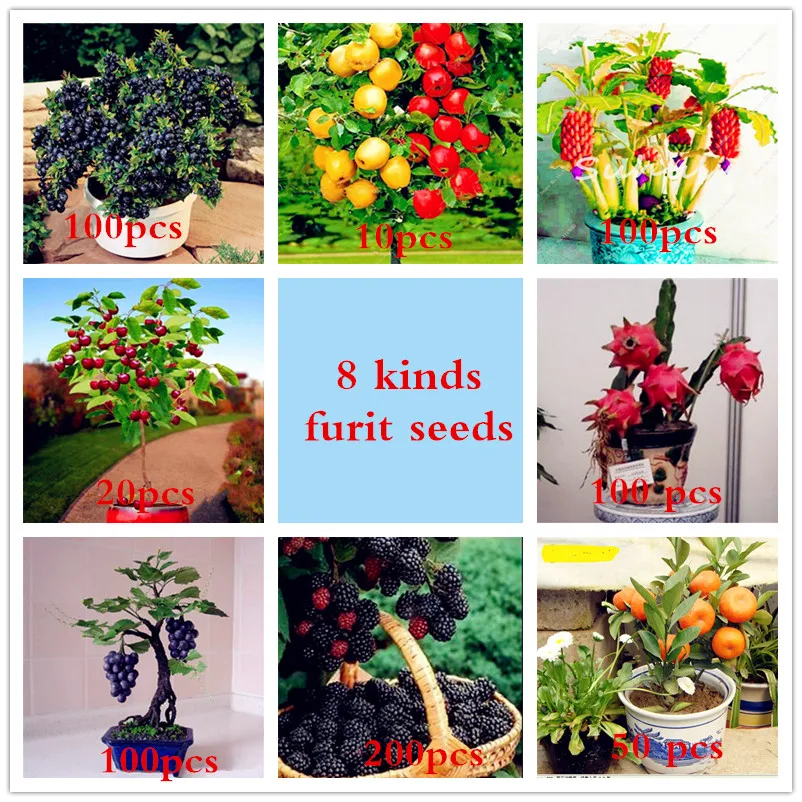 8 kind fruit,bonsai fruit tree Bonsais,vegetable and fruit Perennial Non-GMO garden plant Delicious apple orange kiwi cherry