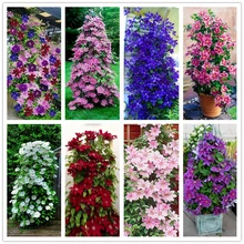 100pcs bag Clematis font b seeds b font flowers clematis vine font b seeds b font