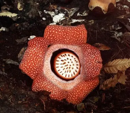 

Top Fashion New 20 Pcs - The World's Rare Flower bonsai Biggest Semillas De Flores Interesting Magical Eating Free Shipping