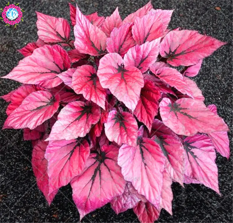 Bonsai 100pcs Mix Caladium Coleus Flower Potted Plant Home Garden