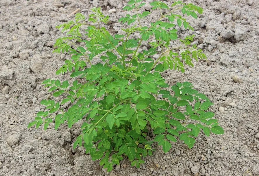 10 шт./пакет Moringa Семена Моринги, Редьки Масличной дерево моринга, съедобные голень дерево бонсай растения для дома и сада