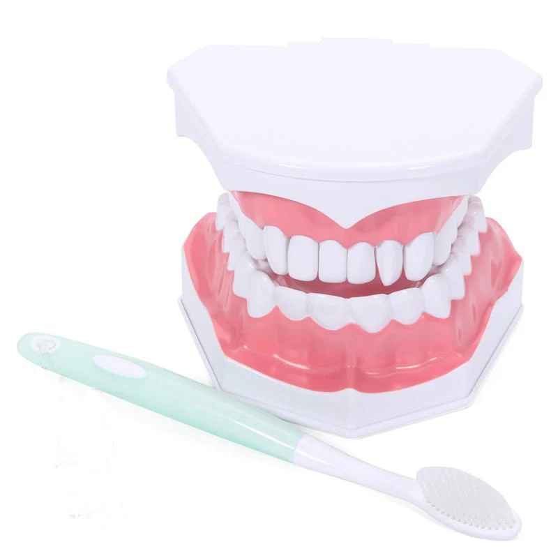 Зубная Чистящая модель, обучающая зубы, модель раннего обучения, демонстрация, может вытягивать зубы, модель рта, обучающая детей чистке, Стоматологическая модель